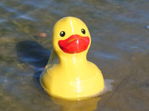 Yellow rubber duck floating in a shallow pond, bright red beak facing the camera